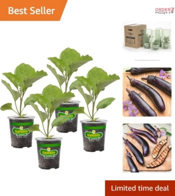 Japanese Eggplant Live Plants 4 Pack 10in Long Fruit Great for Grilling - Image 1 of 4