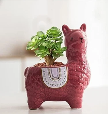 Paquete de 2 mini maceta de llama color cactus extremo rojo azul decoración oficina casa guardia Foto 1 de 4