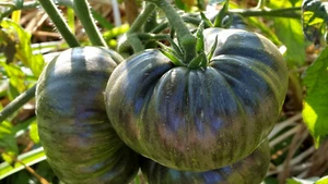10 graines de tomate rare The Thong heirloom tomato seeds méth.bio - Picture 1 of 7