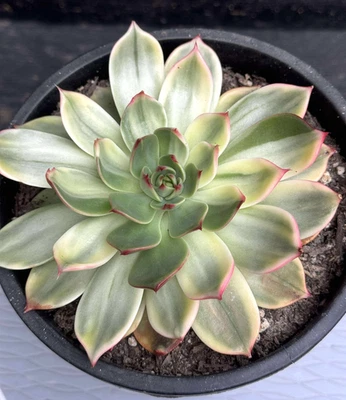 Suculentas importadas planta viva rara suculenta Echeveria Agavoides ébano Foto 1 de 4