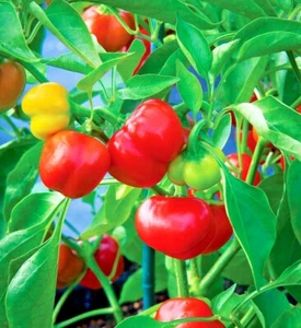 50+PIMENTO Sweet PEPPER Seeds Organic Summer Vegetable Garden Container Easy - Picture 1 of 11
