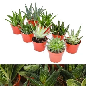 Aloe Vera Plant Mix - 6 Plants in 5.5cm Pots - Home & Office Live Indoor Plants - Picture 1 of 6