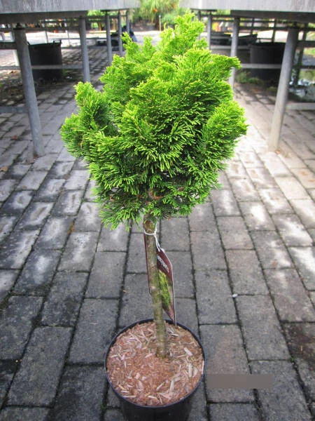 Chamaecyparis obtusa Aurora Stamm - Hinoki-Scheinzypresse Aurora - Stamm 40 cm - Bild 1 von 1