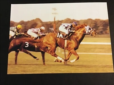 SECRETARIAT 15 PHOTOS Horse Racing  1973 Triple Crown - Image 1 of 4