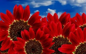 Red Sunflower Seeds, Red Sun, Heirloom Flower Seeds, Many Branches & Blooms 50ct - Picture 1 of 1