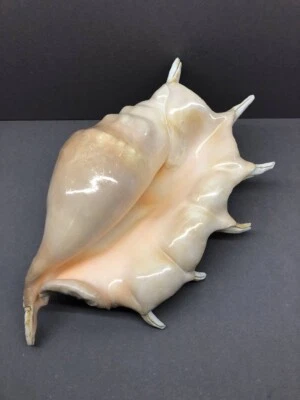Lambis truncata 26.5 cm, Large, Strombidae, Sea Shell, collectible shells, India - Image 1 of 4