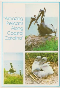 Amazing Pelicans along Coastal Carolina ---- Continental Size PC    - Picture 1 of 1