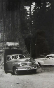 Vintage Redwoods Drive Through Chandelier Tree Yosemite Snapshot Photos CA 1950s - Picture 1 of 8