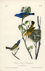 Audubon Blue Song Grosbeak Plate 204 Birds Of America Royal Octavo - Picture 1 of 2