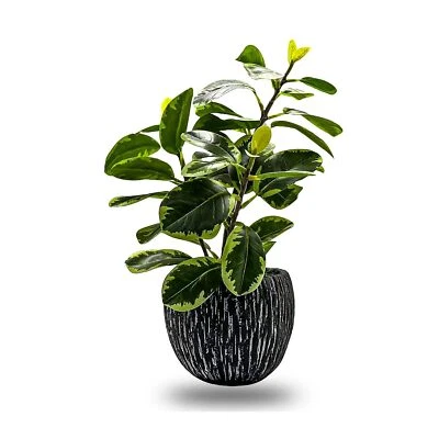 Planta de ficus abigarrada sintética maceta de cemento negro aspecto real decoración de oficina en el hogar Foto 1 de 4