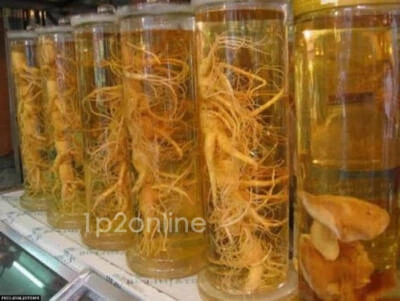 40 Genuine Korean Panax Ginseng Seeds Root Seed Plant Stratified Australia - Image 1 of 4
