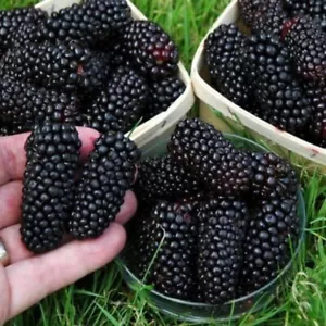 M-Tech Gardens Rare Hybrid Blackberry " Black Butte " Exotic 50 Fruit Seeds - Picture 1 of 3