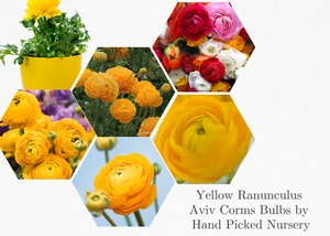 25 RANUNCULUS YELLOW SHADES BULBS - Picture 1 of 6