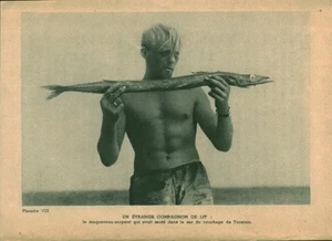 Altes Dokument Kon-Tiki Expedition Ein seltsamer Begleiter 1951 aus dem Buch - Bild 1 von 2