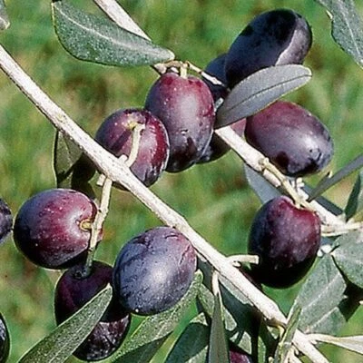 VIVAIO GARDEN FOREST Pianta di ulivo Pendolino H 150cm foto reali oliva da olio