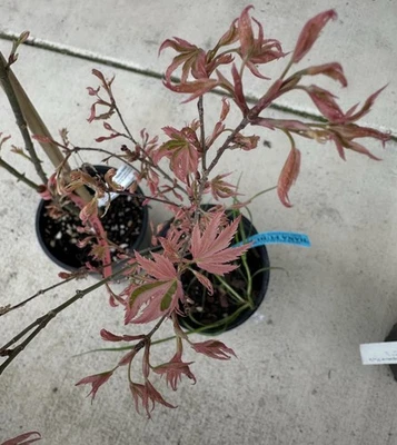 1g Acer palmatum Hana Fubuki Pink Variegated Japanese maple - Image 1 of 4