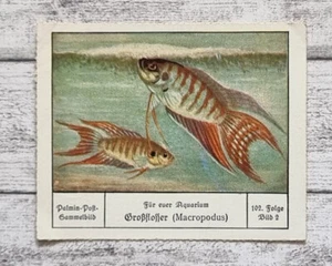 Großflosser Macropodus Aquarium Palmin Sammelbild 102 Folge Werbung Vintage alt - Bild 1 von 2