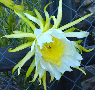 3 American Beauty Dragon Fruit Fresh Cuttings 8 -10 inch long self pollinating - Image 1 of 4