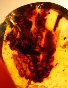 Hoja de ramita de planta grande en birmano birmano ámbar fósil piedra preciosa edad de dinosaurios - Imagen 1 de 5