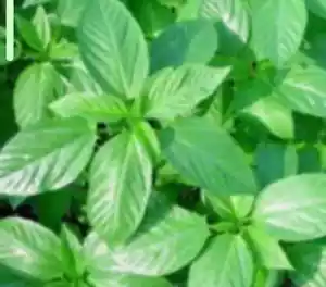 GREEN JUTE, EGYPTIAN SPINACH, SALUYOT 750 SEEDS, Good GERMINATe .1.5 Gram - Picture 1 of 5