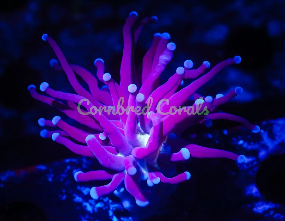 Antorcha Malasia Azul Cornbred - WYSIWYG - Frag - CORAL VIVO Foto 1 de 1