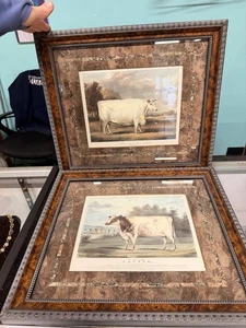 Set 2 Earl Spencers Prized Ox And Heifer Cows Framed 16x14” Vintage Prints - Picture 1 of 8