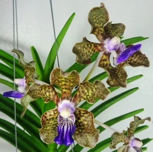 Vanda Mimi Palmer x Tessellata, Fragrant, Large Orchid plant, RARE - Picture 1 of 6