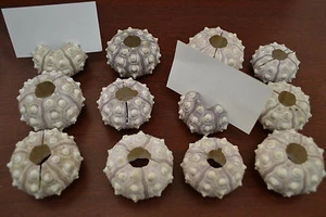 12 PCS SPUTNIK SHELL SEASHELL URCHINS BEACH WEDDING PLACE CARD HOLDER #7845 - Picture 1 of 1