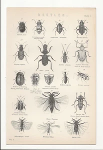 BEETLES ANTIQUE BOOK PRINT c.1880 ( SIZE : 24 X 16 cm ) ALL NAMED IN LATIN P3 - Picture 1 of 1