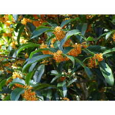 ( 3 ) - Apricot Echo Orange Tea Olive - Starter Plugs ( Pack of 3 ) ( Sm )