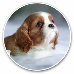 2 x Vinyl Stickers 25cm - Cavalier Charles Spaniel Puppy Dog Cool Gift #12505 - Afbeelding 1 van 9
