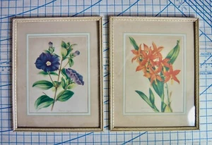 PAR DE IMPRESIONES BOTÁNICAS VINTAGE AÑOS 40 años 50 en marcos dulces - Imagen 1 de 7