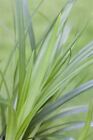 Carex foliosissima 'Irish Green' P 1 Teppich-Japan-Segge 'Irish Green'