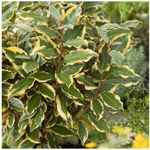 6 Stecknähte Laeagnus Ebbingei Viveleg - Buntwärme - Strauch + Hormon GRATIS - Bild 1 von 1