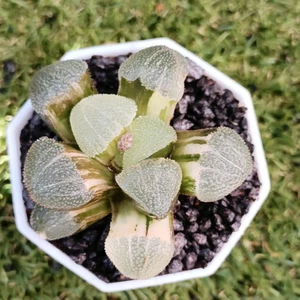 Haworthia Big Leaf Pygmaea VariegatedHybrid short leaves --Rare Succulent - Picture 1 of 6