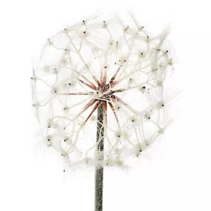 Regency International Deluxe Dandelion Spray 35" 8"D - Picture 1 of 1
