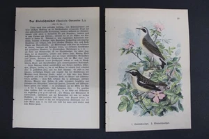 Birds, German, Songbirds, 1899, Stone Creeper, Meadowlark - Picture 1 of 4