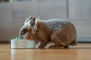 Gamelle lapin céramique - Photo 1/3