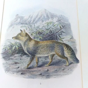Antique J G Keulmans Original Handcolored Lithograph The Tibet Fox Framed Matted - Picture 1 of 7