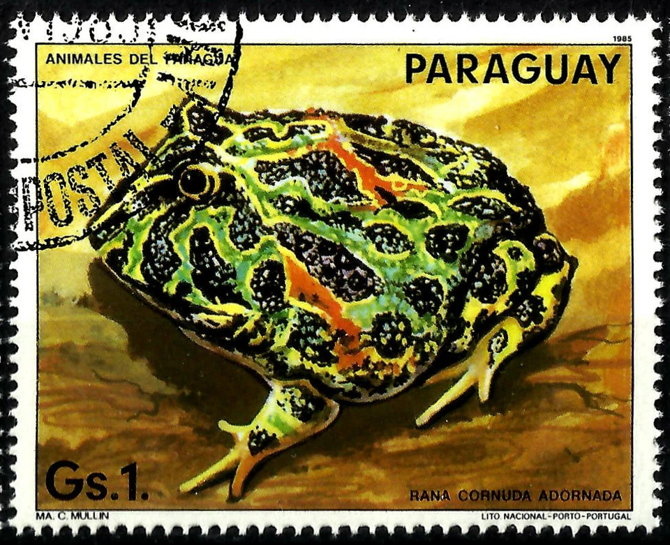 RANA CORNEADA DE GRÚA (Ceratophrys cranwelli), AÑO 1985, WWF. Foto 1 de 1