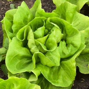 Buttercrunch Butterhead Lettuce Seeds, NON-GMO, FREE SHIP - Picture 1 of 2