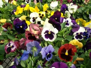 Pansy Seeds Colossus Mix 50 Seeds Drought Tolerant - Picture 1 of 1