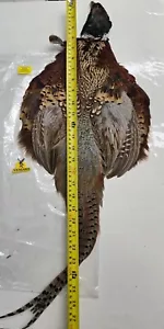 Veniard Complete Skin " Ring-Necked Pheasant " Super nice XL Tail, Head ,skin - Picture 1 of 9