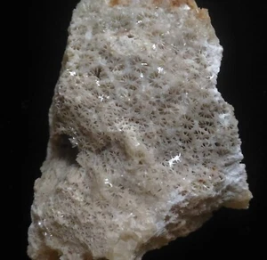 FÓSIL DE CORAL (CA61/98) NUEVO DESCUBRIMIENTO Bohol, Filipinas - Imagen 1 de 6