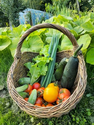 Rustic Handwoven Unpeeled Wicker Basket – Large Oval Wicker Gathering - Image 1 of 4