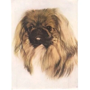 Pekingese Dog Artist Drawing Postcard Standard Arts 1970s Unposted Berkeley CA - Picture 1 of 2