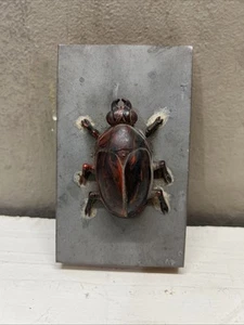 Haskelite Sample With Scarab Beetle 5” - Picture 1 of 4