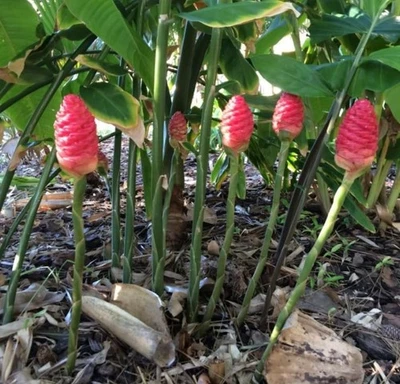 Set 4 Champú Zingiber Zerumbet Raíces de Jengibre, Rojo Awapuhi Rizomas de Jengibre Fresco Foto 1 de 4