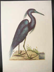 1974 Naturgeschichte Carolina Florida Bahama Blaureiher Druck von Mark Catesby - Bild 1 von 8