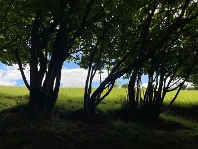 Hazel Tree Saplings (Corylus avellana) 44-58cm tall - Image 1 of 4